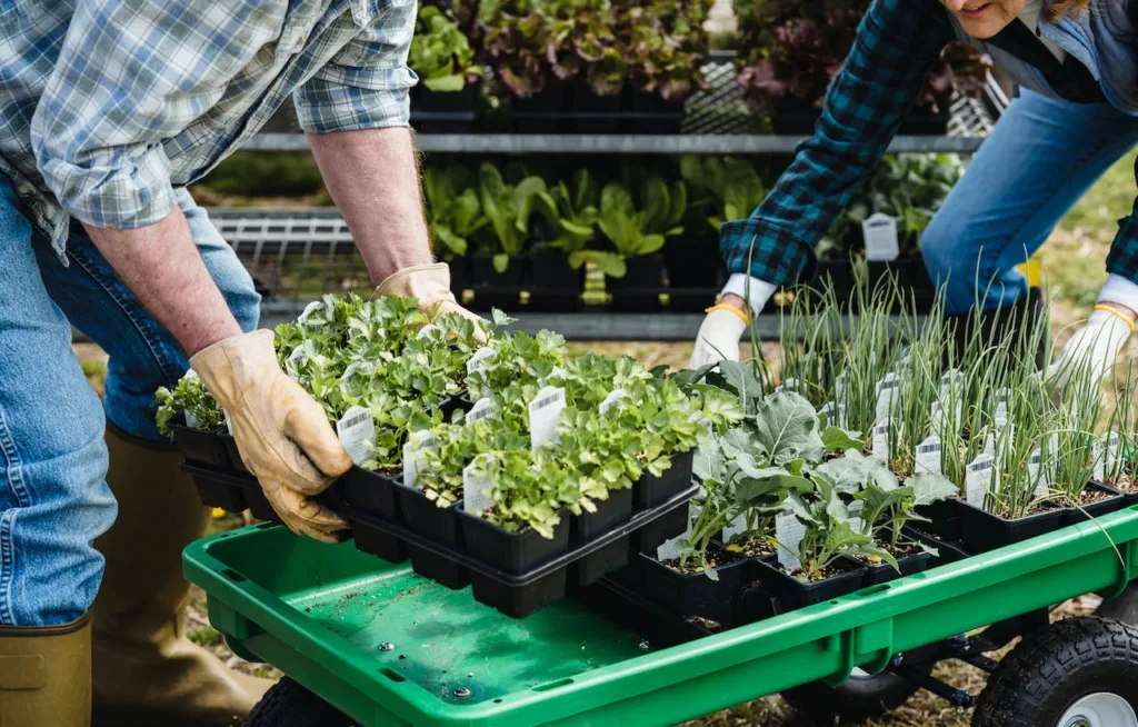 Container Gardening for Beginners