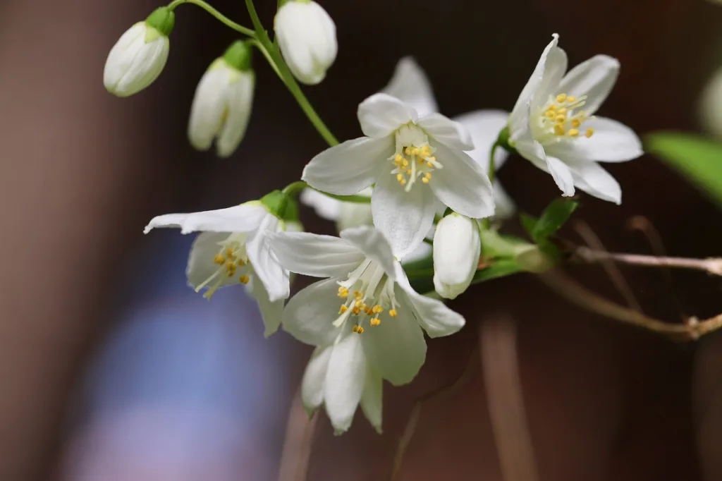 How to Grow and Care for Deutzia