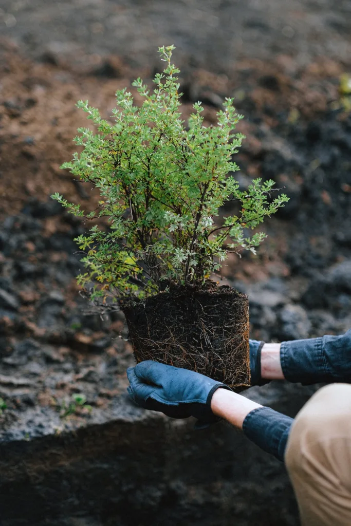 Gardening Gloves and its Uses