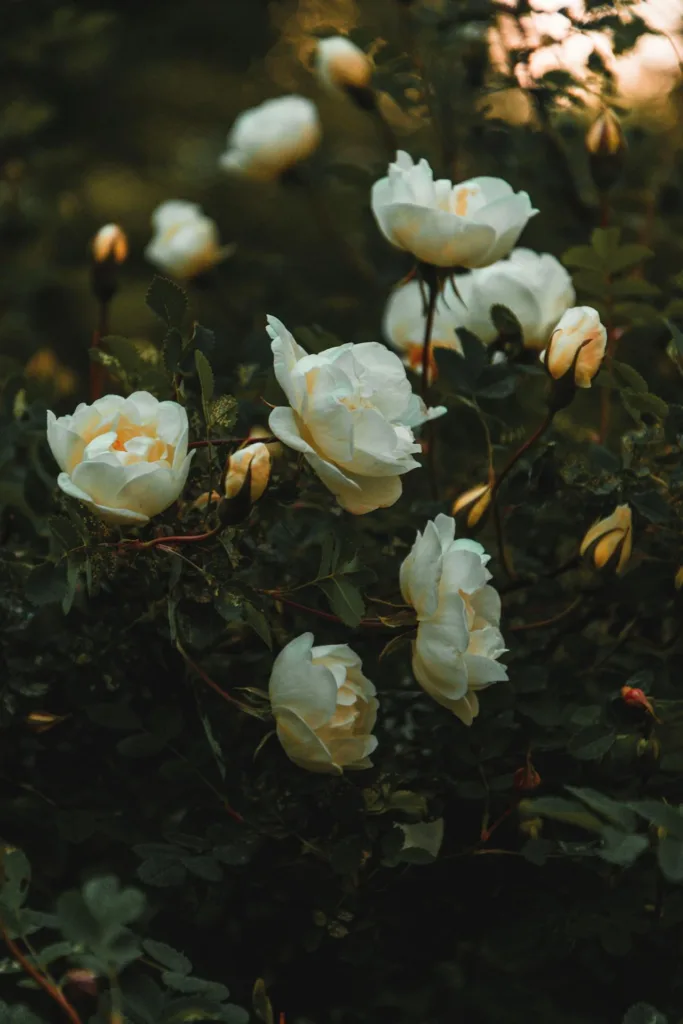 How to Plant and Grow Grandiflora Rose