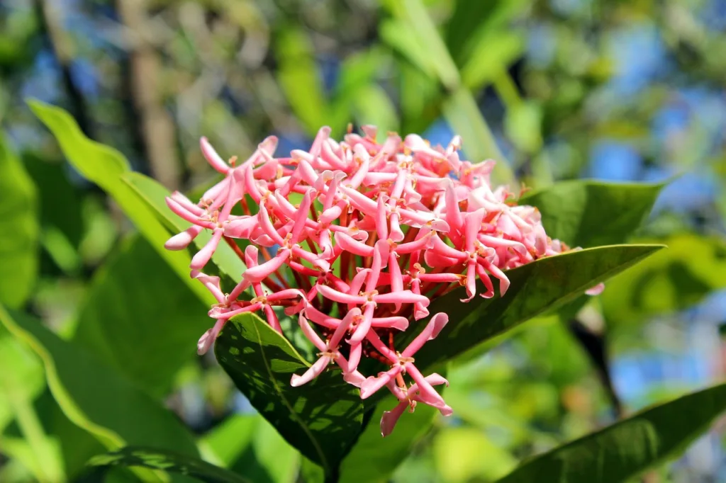 How to Grow and Care for Ixora Chinensis