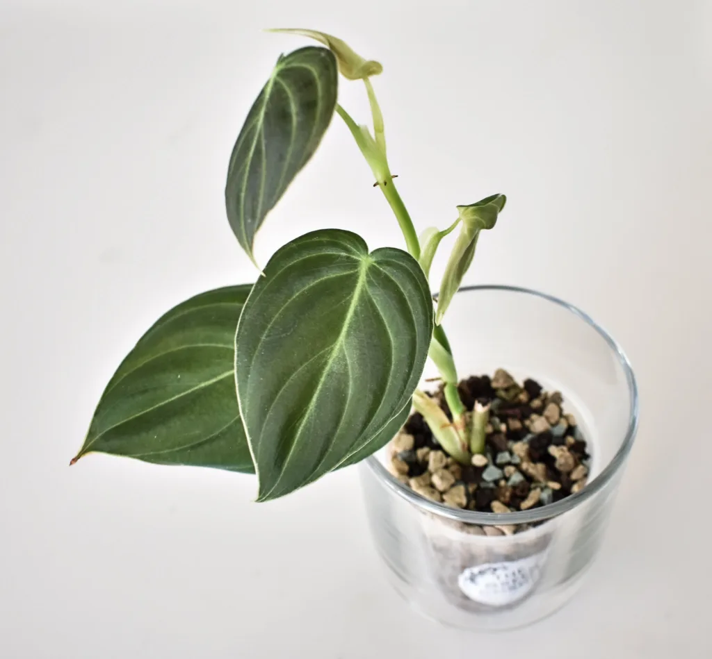 How to Grow and Care for Philodendron Melanochrysum