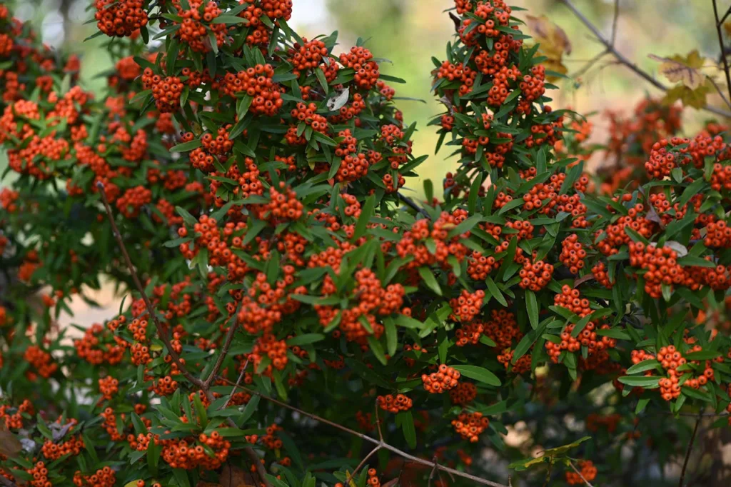 How to Plant and Grow Pyracantha