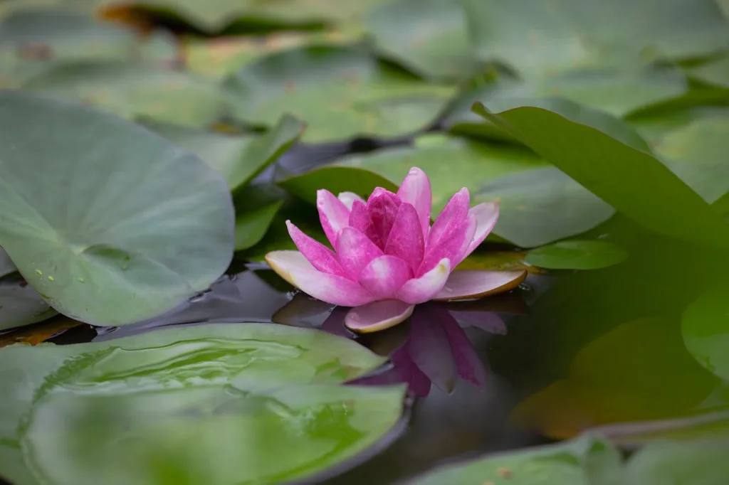 How to Plant Water Lilies in Koi Pond