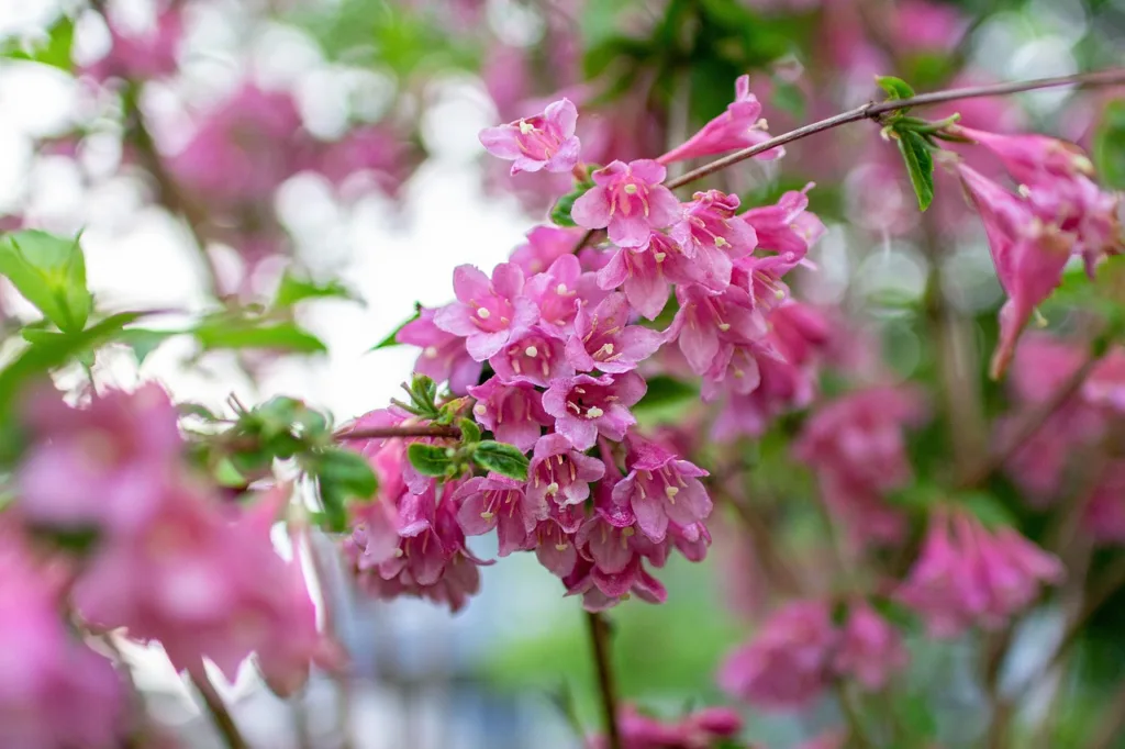 How to Grow and Care for Weigela