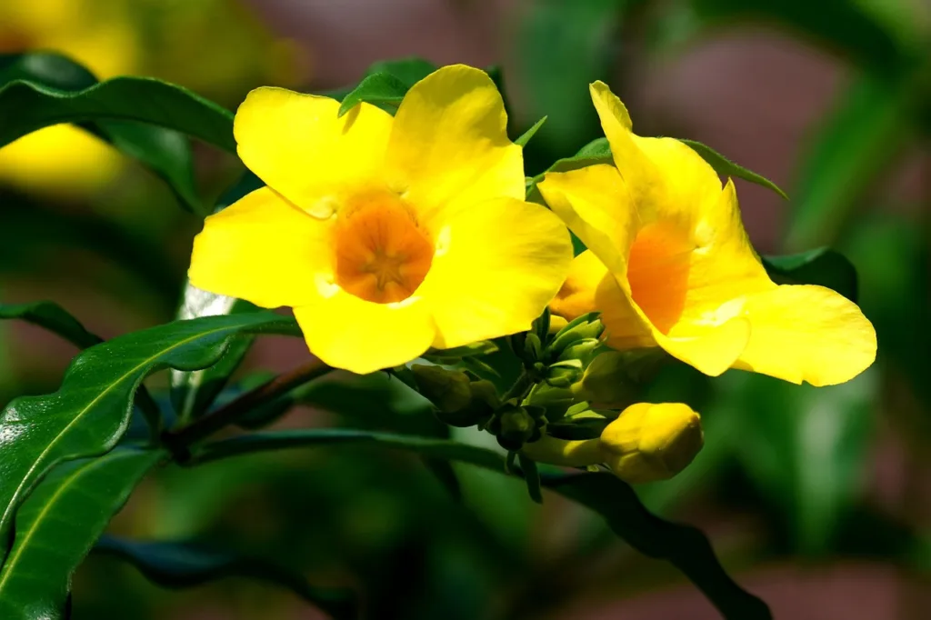 How to Grow and Care for Allamanda