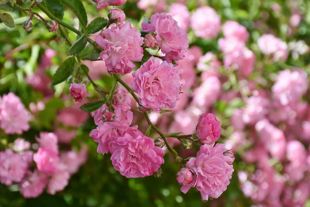 How to Grow and Care for Floribunda Roses
