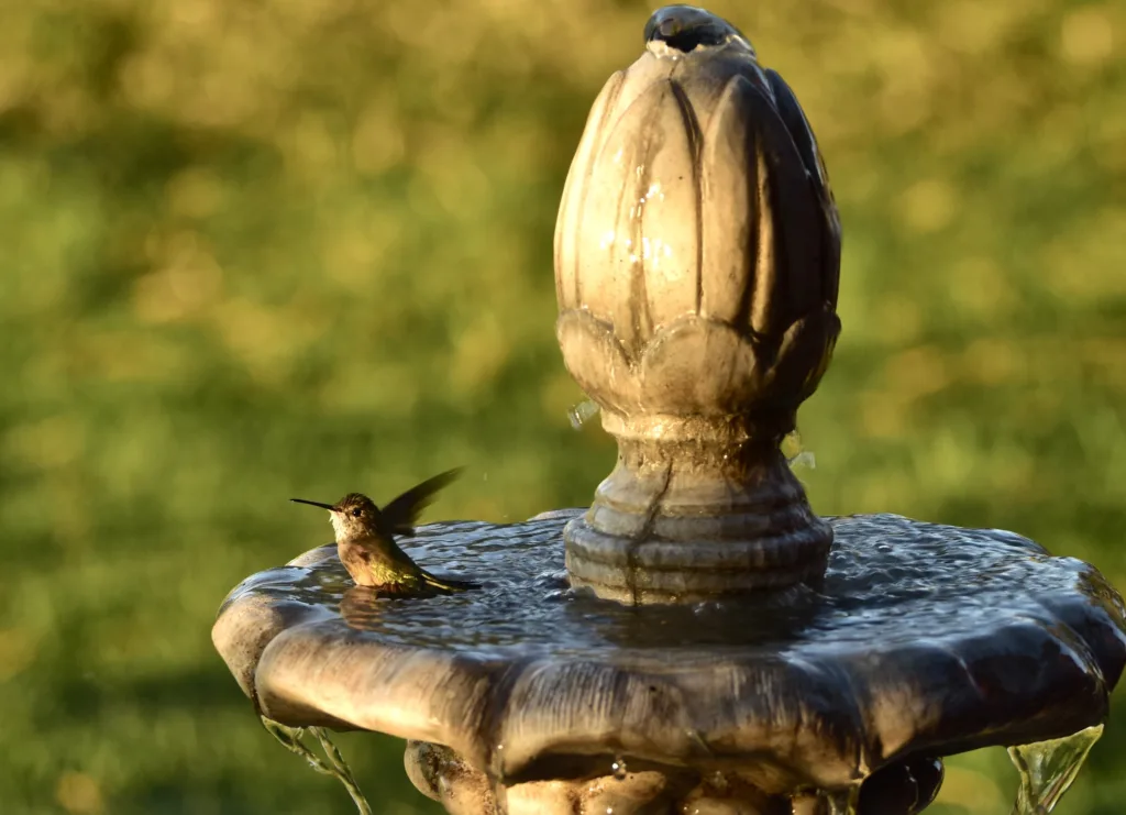 Bird Bath Fountain For Hummingbirds