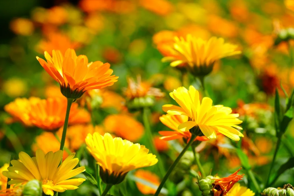 How to Plant Marigold Seeds