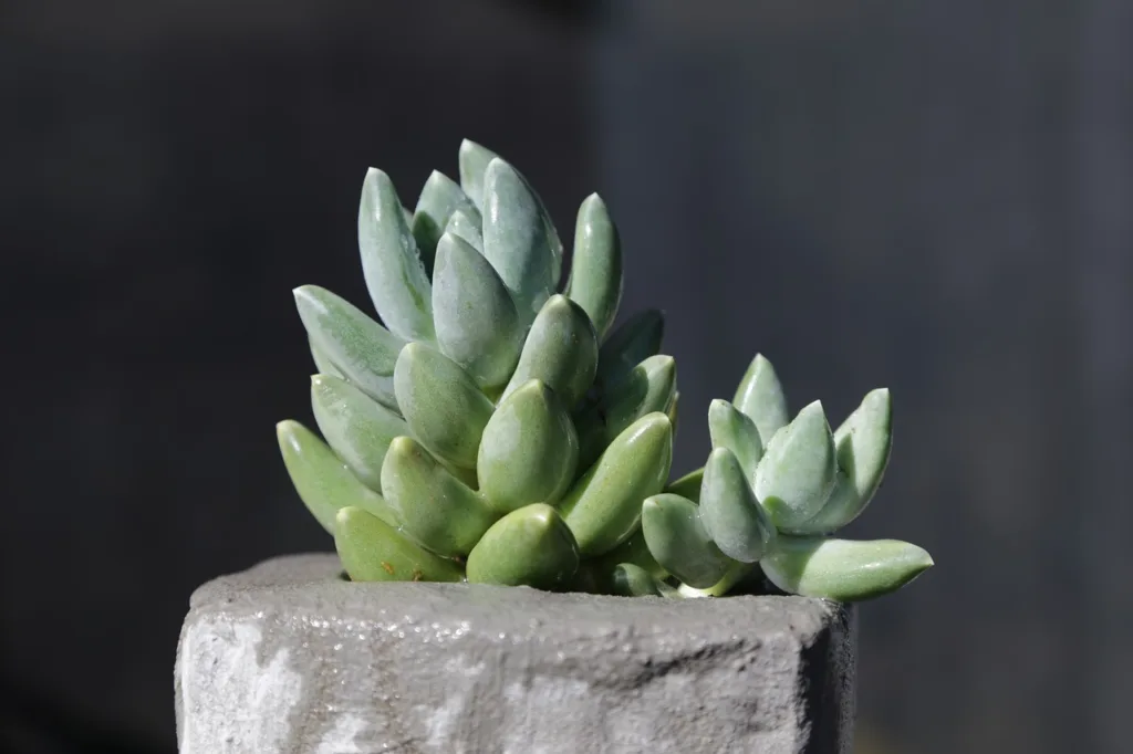 Growing and Caring for Pachyphytum Succulents